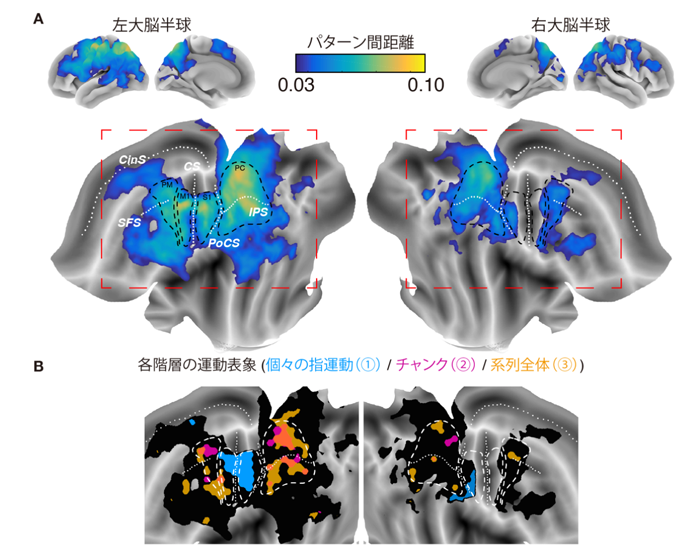 図3 系列運動の脳内運動情報地図