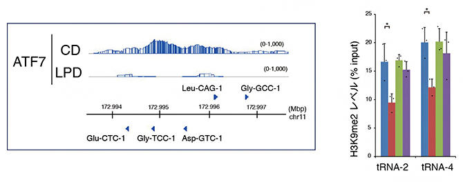 図５　生殖細胞におけるtRNA遺伝子のATF7による制御
