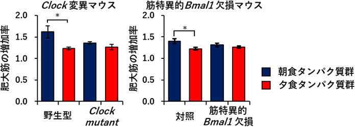図３　時計遺伝子不全マウスにおけるタンパク質の摂取タイミングによる筋量増加効果