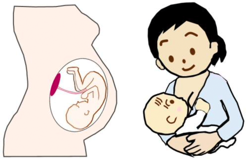 図１　タウリンは羊水や母乳に豊富に含まれていて、胎児・新生児は母体由来のタウリンに依存している