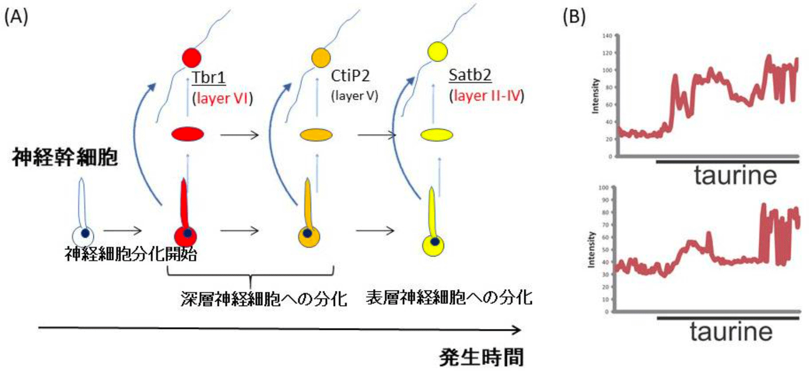 図2　（Ａ）神経幹細胞は発生の時系列に伴い性質を変化させる。（Ｂ）胎生11日目マウス神経幹細胞のタウリンへの応答（Ca2+イメージングによる）