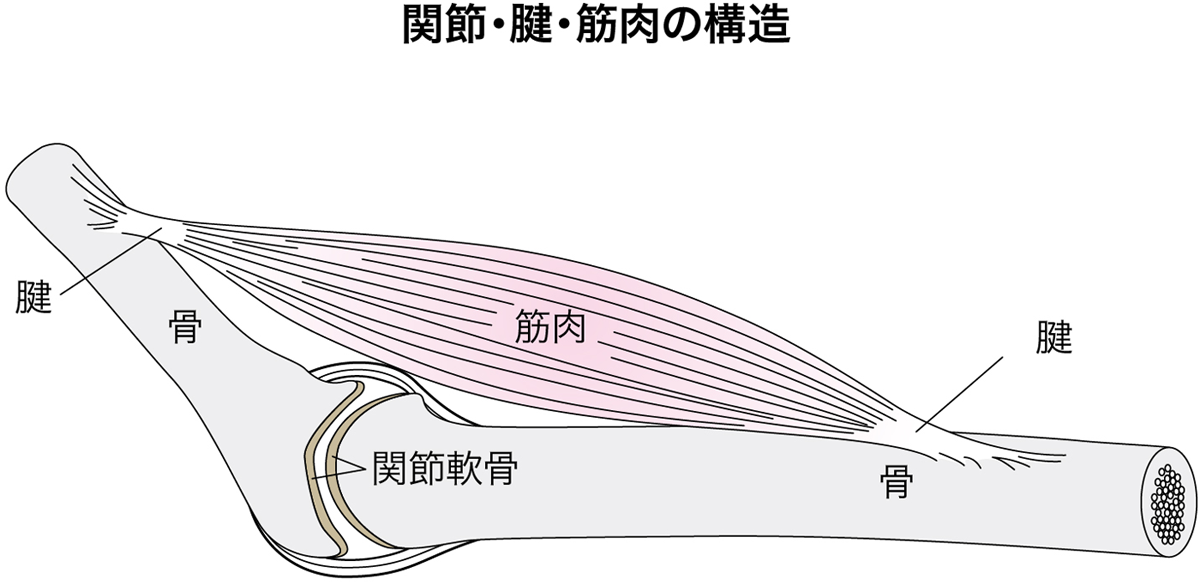 関節・腱・筋肉の構造