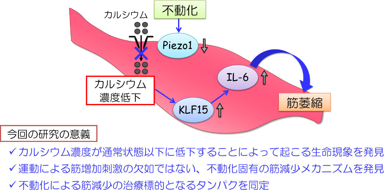 不動化はPiezo1/KLF15/IL-6経路を介して筋萎縮を促進する