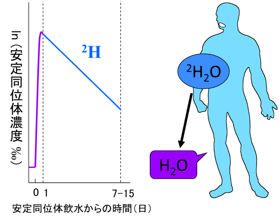 水の代謝回転を算出する原理についての概念図