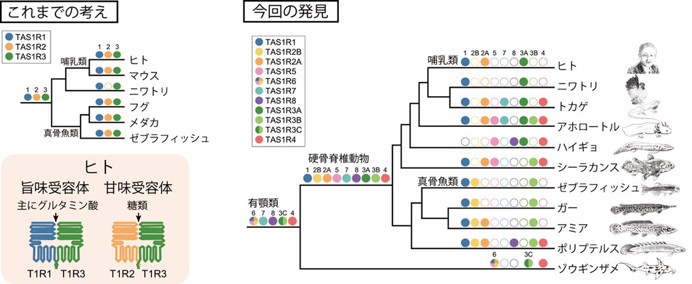 脊椎動物におけるTAS1R遺伝子の進化について、従来の説と本研究の説との比較