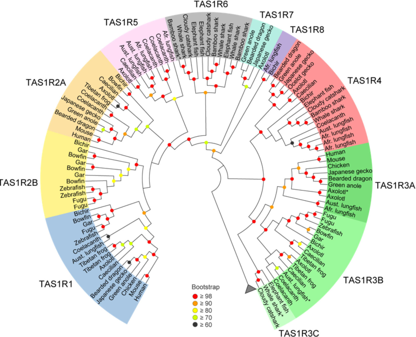 味覚受容体TAS1R遺伝子の系統樹と新たな分類体系