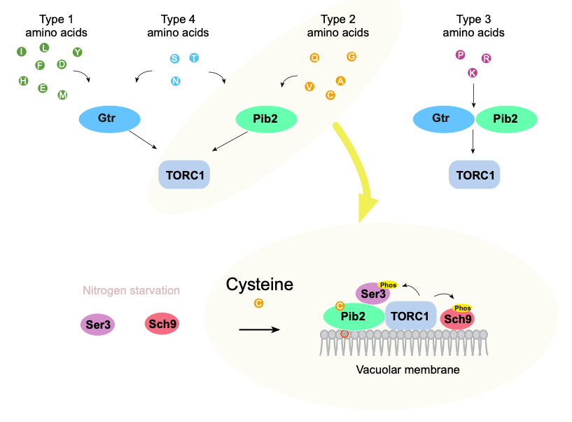 図　アミノ酸がTORC1を活性化する経路