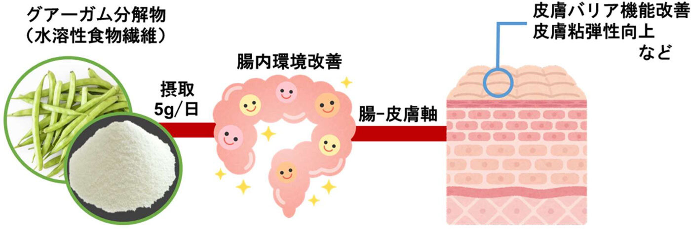 本研究から推定されるグアーガム分解物の効果（イメージ）