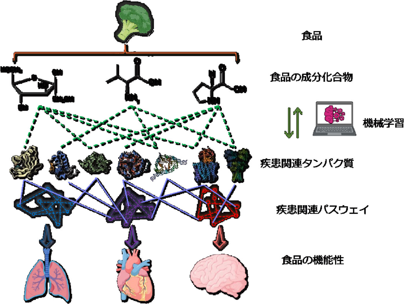 研究イメージ