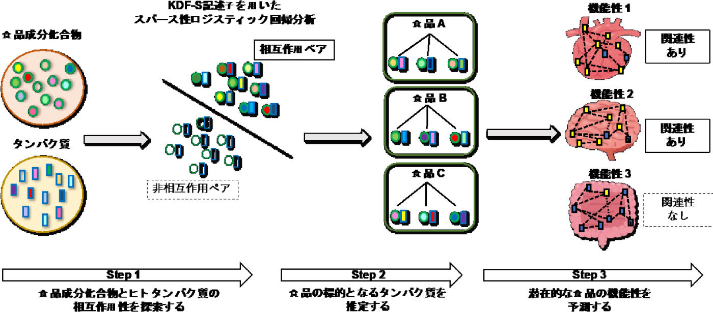 食品成分化合物とタンパク質の相互作用を機械学習により推論し、網羅的に食品機能性を予測する計算手法の概要