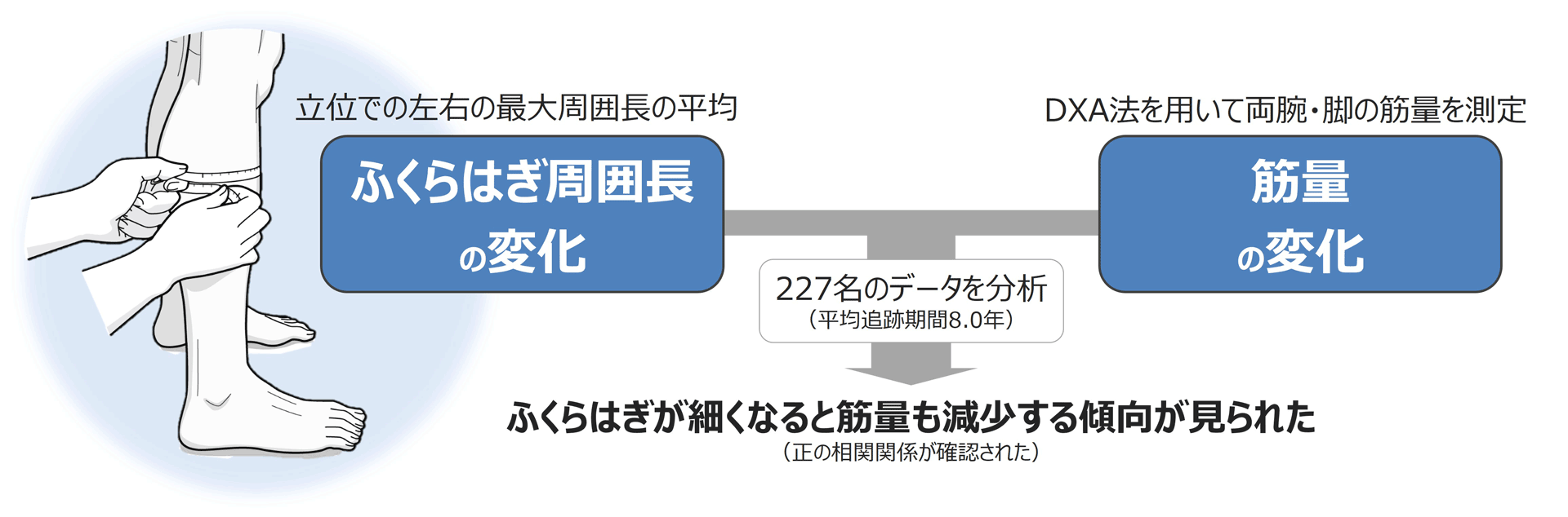 ふくらはぎ周囲長の変化から四肢筋量の増減を把握　サルコペニア改善の指標として期待