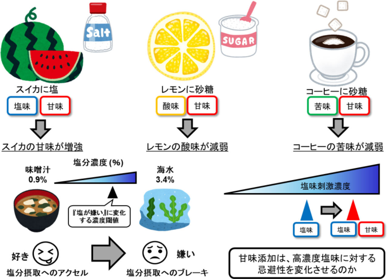 味覚相互作用が塩味忌避に与える影響は？