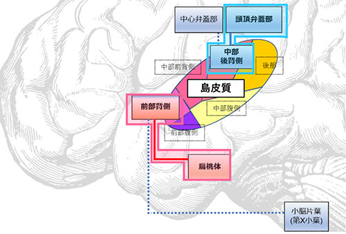 神経性やせ症で生じた機能的結合性の変化