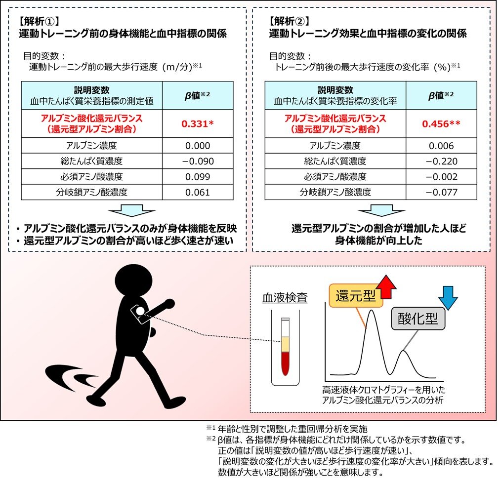 中高年齢者の血中アルブミン酸化還元バランスと身体機能およびトレーニング効果との関係