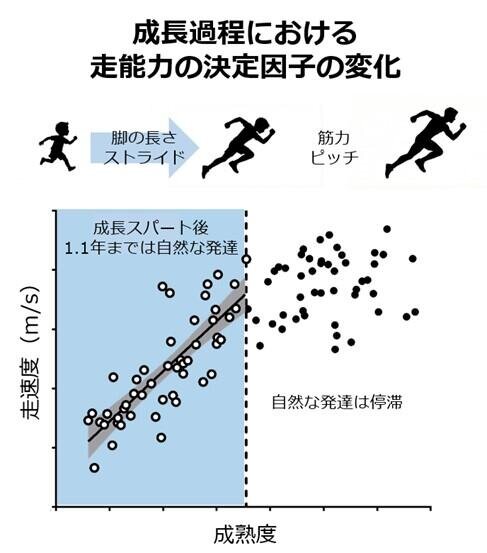 身体の成熟に伴う走速度の発達過程を示すグラフ