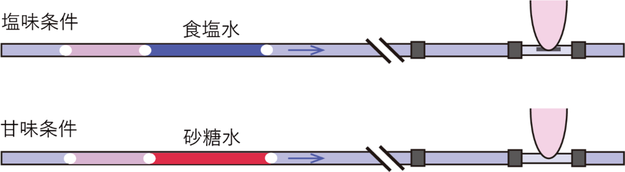 塩味と甘味のどちらかをあてる課題（味覚弁別課題）