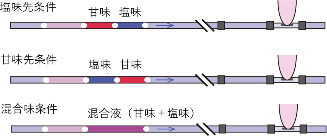 塩味と甘味の順序を答える課題（味覚時間順序判断課題）