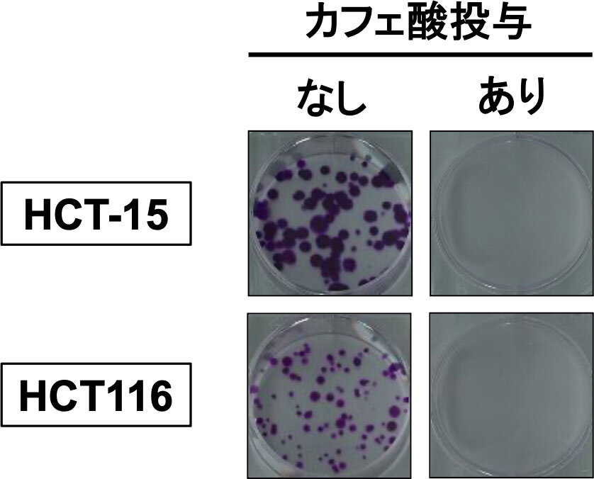 コーヒーに含まれるポリフェノール、カフェ酸の化学構造式