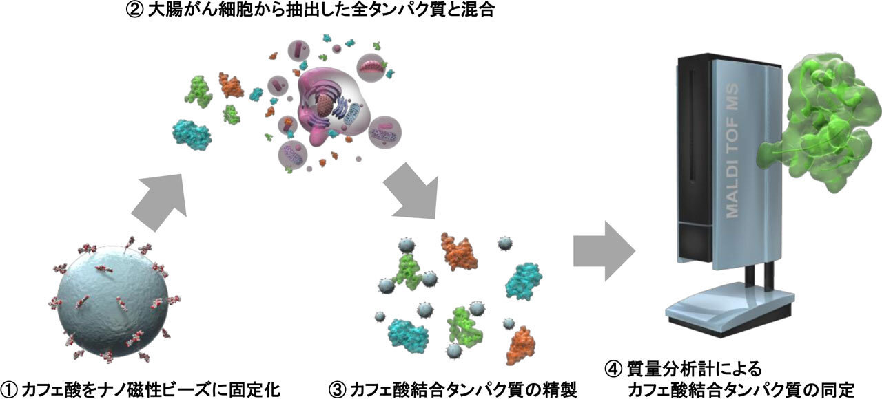 ナノ磁性ビーズを用いたカフェ酸の結合タンパク質の同定方法