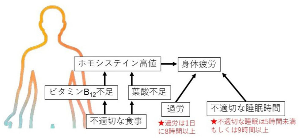 不適切な生活習慣によるホモシステイン高値と身体疲労の関連(男性の場合)
