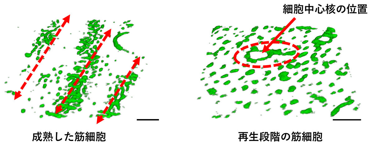 レーザーPT顕微鏡による横断画像によるミトコンドリアの観察