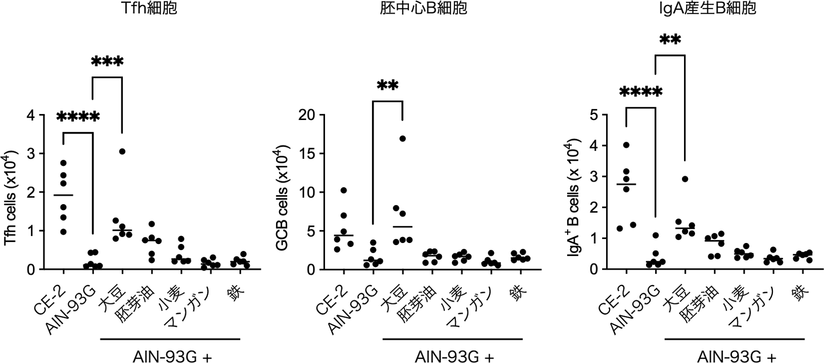 ⼤⾖がパイエル板の濾胞ヘルパーT（Tfh）細胞およびIgA応答を増強する