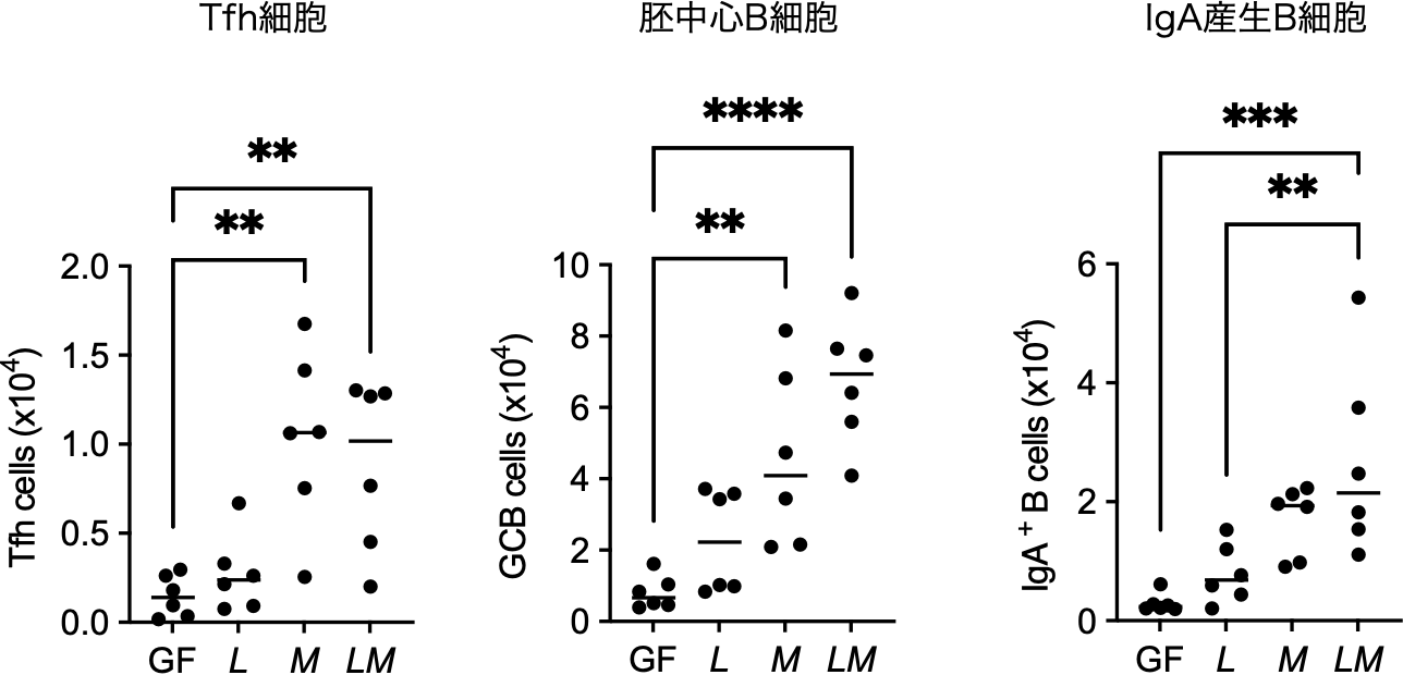 L. reuteriとM. intestinaleは協調してTfh細胞の分化とIgA産⽣を促す