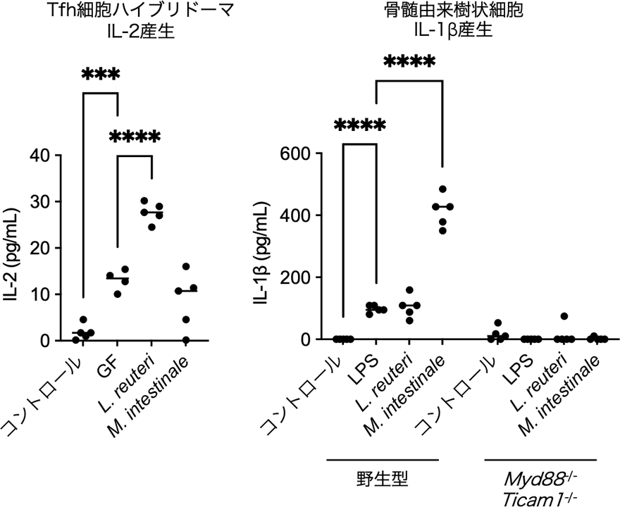 L. reuteriはTfh細胞に対する抗原として、M. intestinaleはIL1β産⽣を介したアジュバントとして機能する