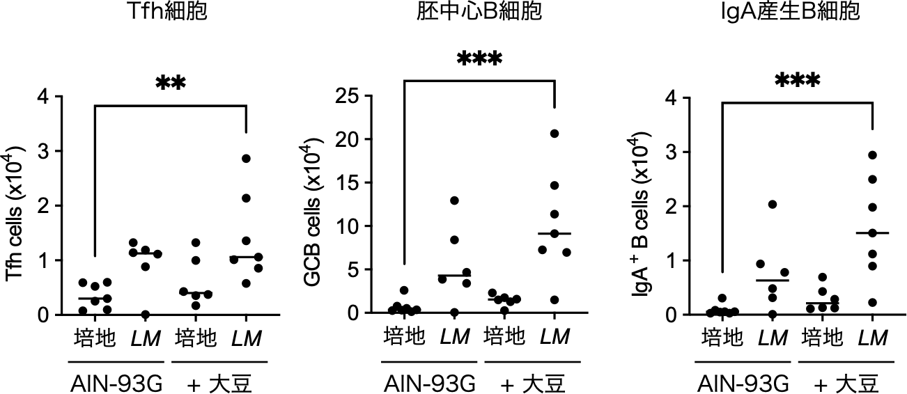 ⼤⾖とL. reuteri、M. intestinale経⼝接種の併⽤でのみTfh/IgA細胞誘導が回復する