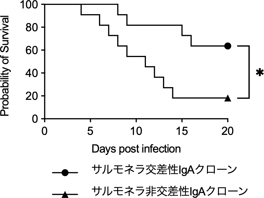 ⼤⾖とL. reuteriとM. intestinaleが誘導する多応答性IgAはサルモネラ感染に対する防御能を付与する