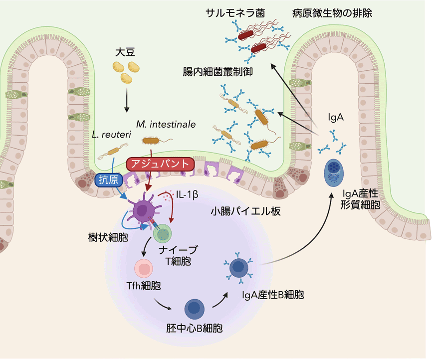 大豆が腸内細菌の協調作用を介してパイエル板免疫を増強し、多応答性IgAを誘導するモデル