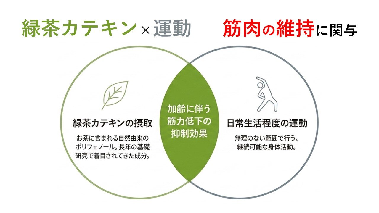 緑茶カテキン＋継続しやすい筋トレで高齢者の下肢筋力維持につながる可能性　国内クラスターRCT