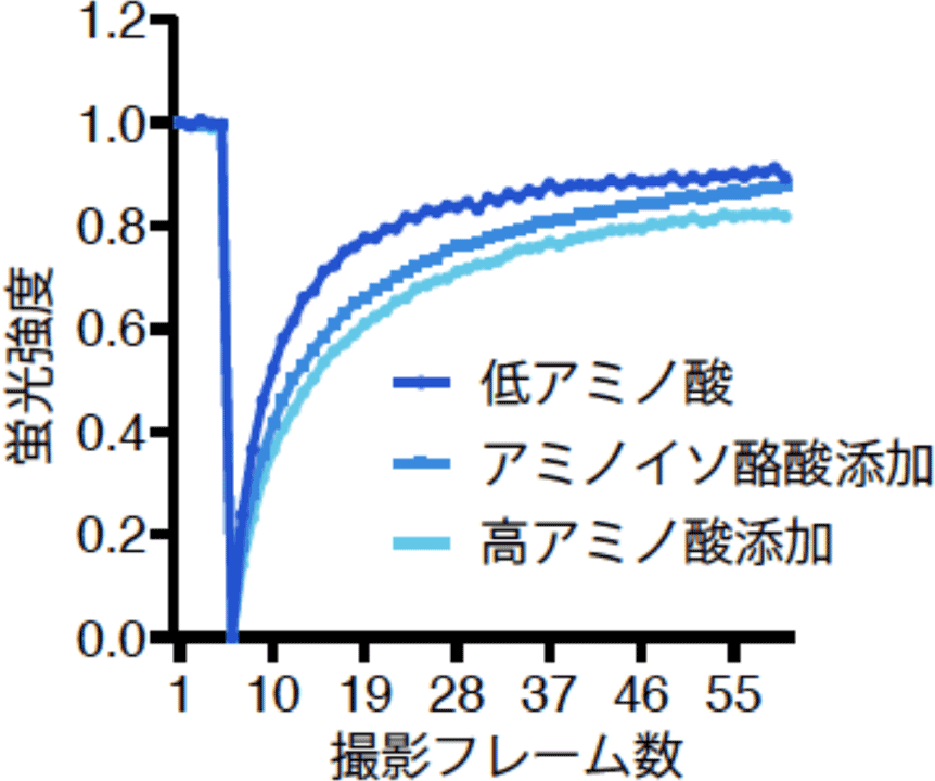 アミノ酸やアミノイソ酪酸のGFP FRAP解析結果