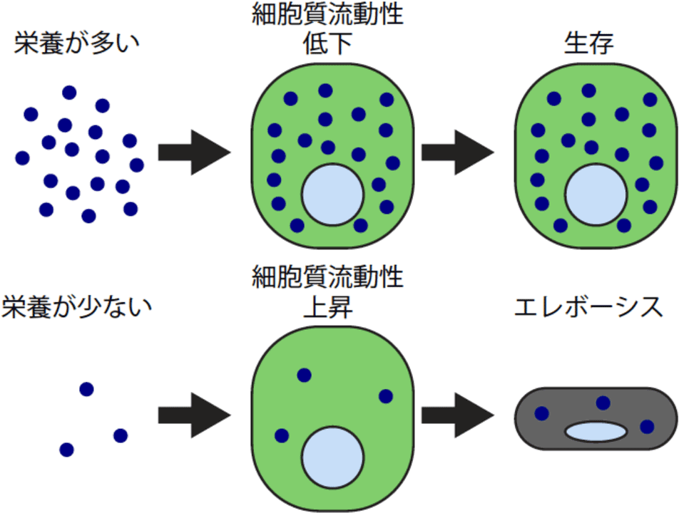 栄養の量による腸細胞運命決定のモデル
