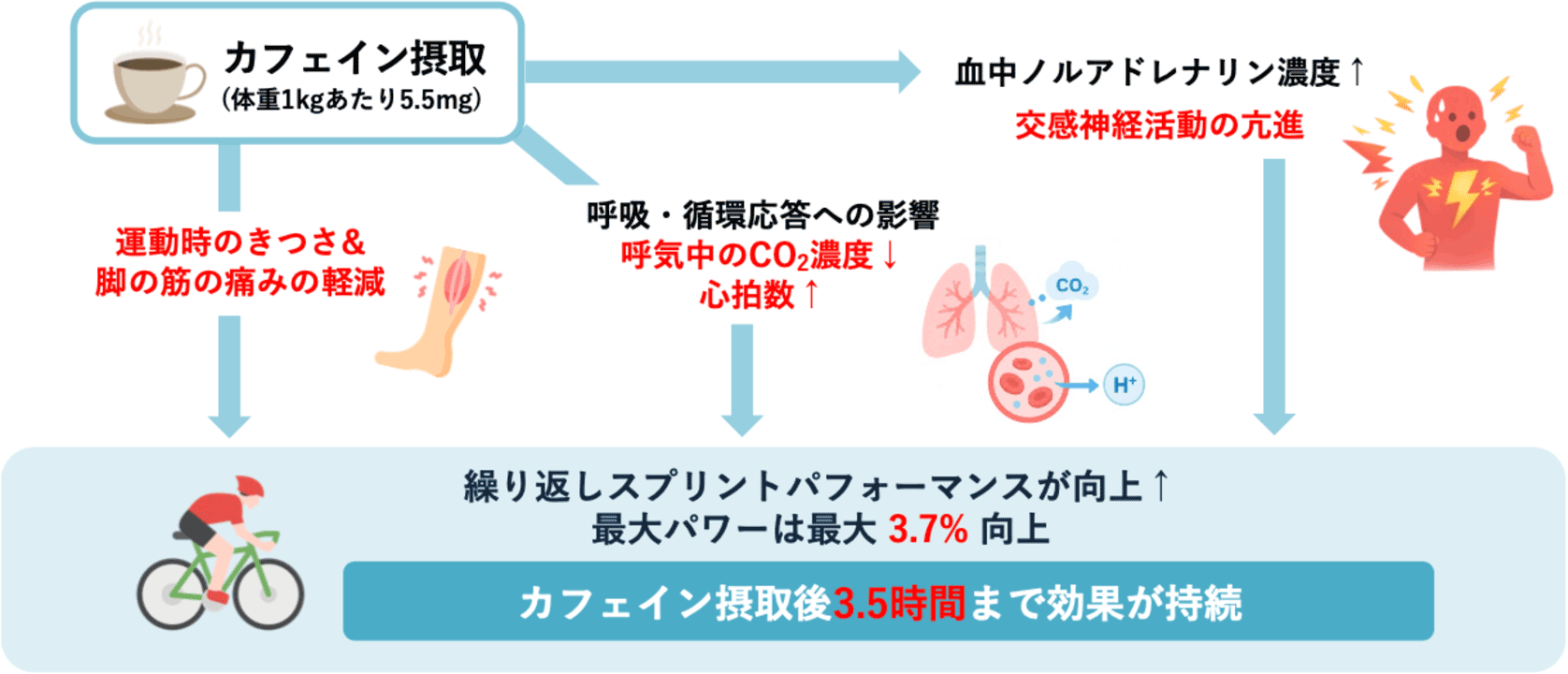 単回カフェイン摂取の主な効果