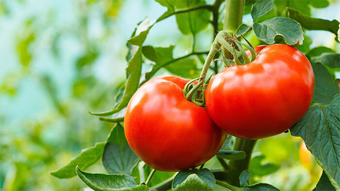 リコピンだけ摂取 vs トマト全体を摂取、運動時の抗酸化力が優れているのはどっち？
