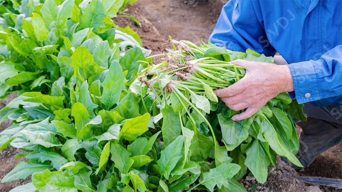 CO2増加で野菜の収穫は増えるが栄養価が低下する　ほうれん草とケールの報告メタ解析