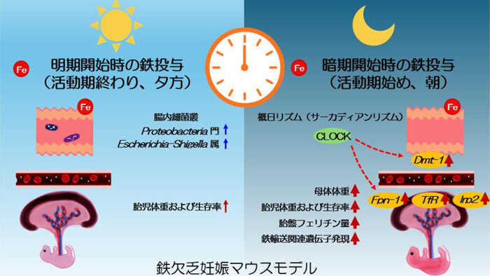 妊娠期の鉄の摂取は「朝」が効果的？ 摂取タイミングで効果が変わる可能性　広島大学ほか
